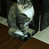 Entry image for Heidi