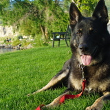 Entry image for Shadow