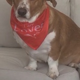 Entry image for Miso 