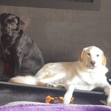 Entry image for Lily n Dexter