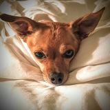 Entry image for Macs