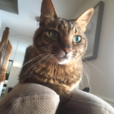 Entry image for Mulligan