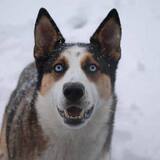 Entry image for Blue