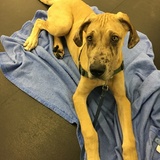 Entry image for Groot