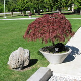 Entry image for Lucky