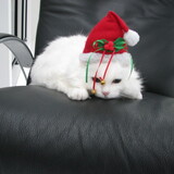 Entry image for Cottontail