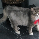 Entry image for Minnie