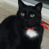 Entry image for Smokie