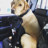 Entry image for Jackson