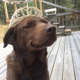 Entry image for Babette