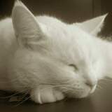 Entry image for Marshmellow