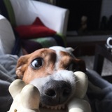 Entry image for Dottie