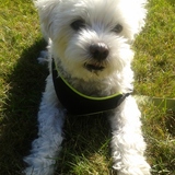 Entry image for ROMEO