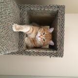 Entry image for Sadie