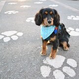 Entry image for Tobi