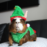 Entry image for Hazel Nut