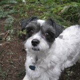 Entry image for Frankie