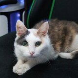 Entry image for Thelma