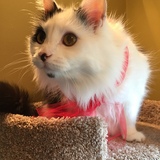 Entry image for George