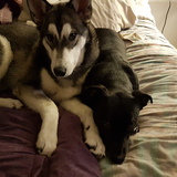 Entry image for Tifa and Koda 