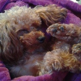 Entry image for Gemma