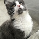 Entry image for Comet