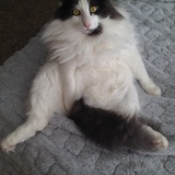 Entry image for Karl