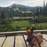 Entry image for Brutus