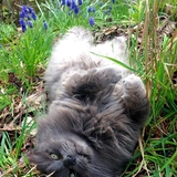 Entry image for Lars