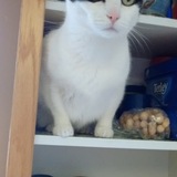 Entry image for Oreo