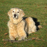 Entry image for Bounder