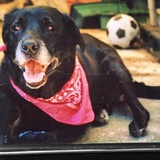 Entry image for Tikka 