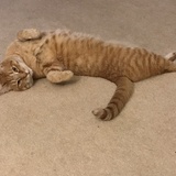 Entry image for Russell