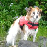 Entry image for Shasta