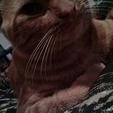 Entry image for Pumpkin 