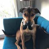 Entry image for NOVA