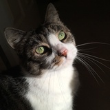 Entry image for Phoebe