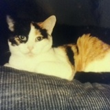 Entry image for Mack