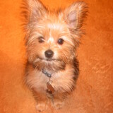 Entry image for TAFFY