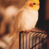 Entry image for Ckoockie