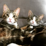 Entry image for Finn and Chip