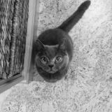 Entry image for Digby