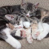 Entry image for Thumper & Peach