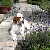 Entry image for Chester