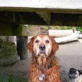 Entry image for My Hero (Cyrus & Mabel)