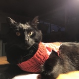 Entry image for Oliver