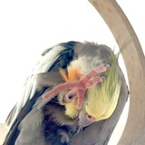 Entry image for Pepper