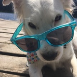 Entry image for Pippin