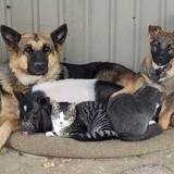 Entry image for REBA