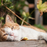 Entry image for Tigger